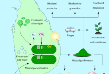 Microalgae for a Sustainable Bio-based Economy in Sri Lanka