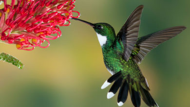 Have you heard of the smallest bird in the world?