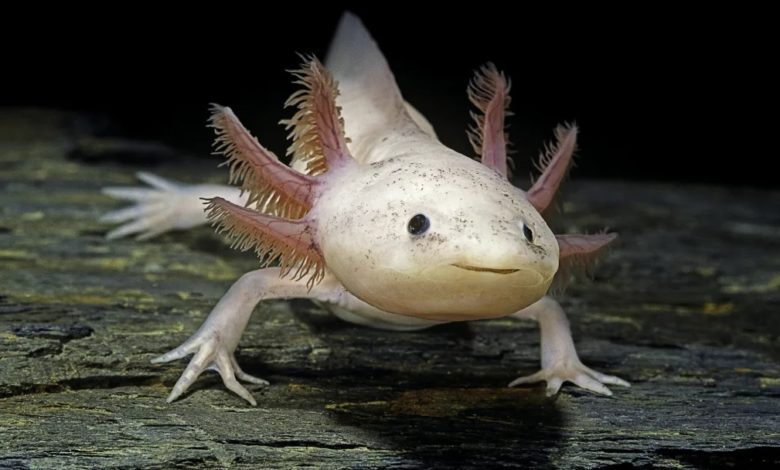 Would you like to know about an animal who might have the world’s cutest smile? Have you heard of Axolotls?