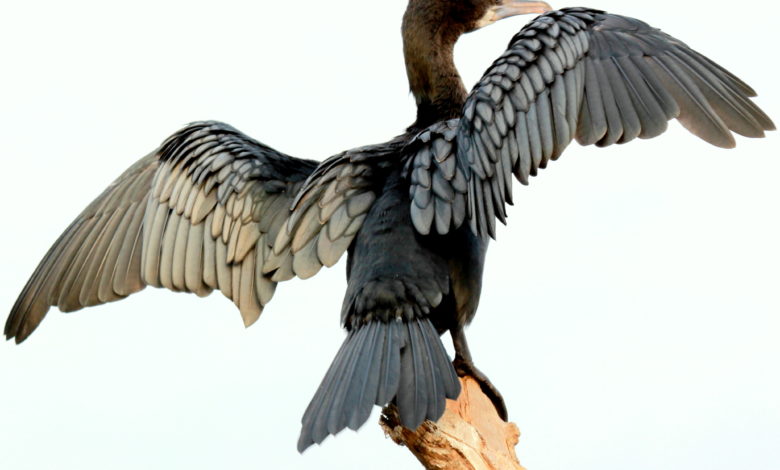 Do you know why vultures do not get food poisoning?