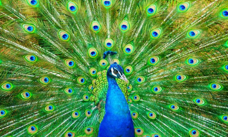 But did you know that the color of the pigment in the peacock wings is brown in color?