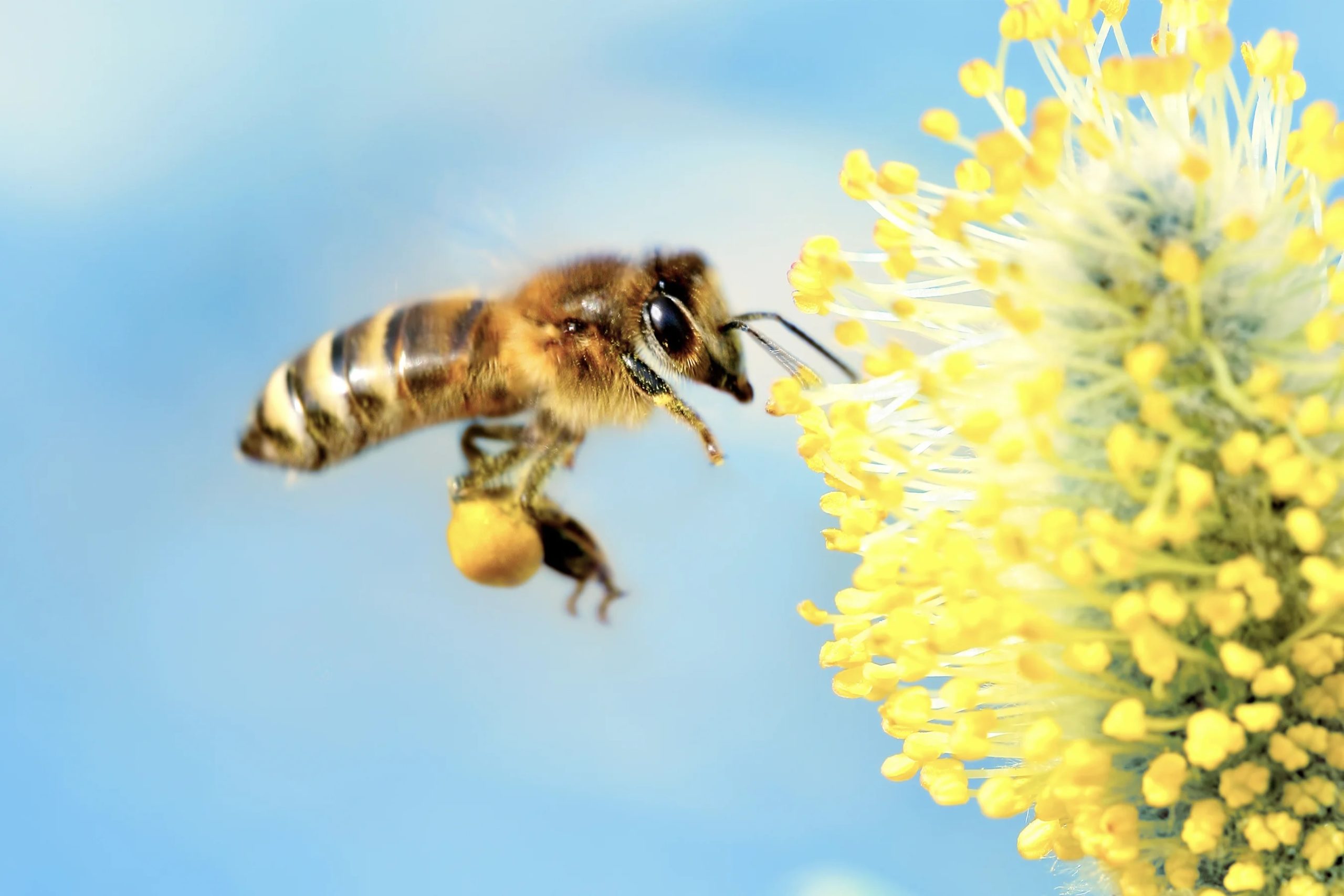 Do you remember the fact about treating a bee sting using baking soda ...